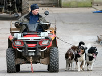 Janet Beale, with a group of dogs off to work.